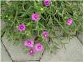 delosperma